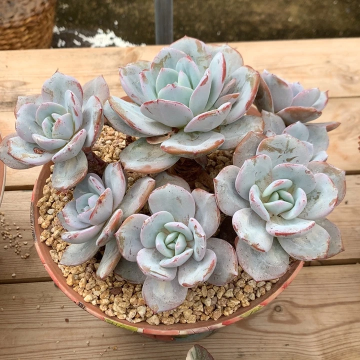多肉植物韩版奶茶自然群7头