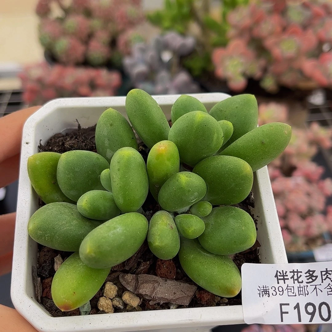 190-kk奶酪多肉7cm