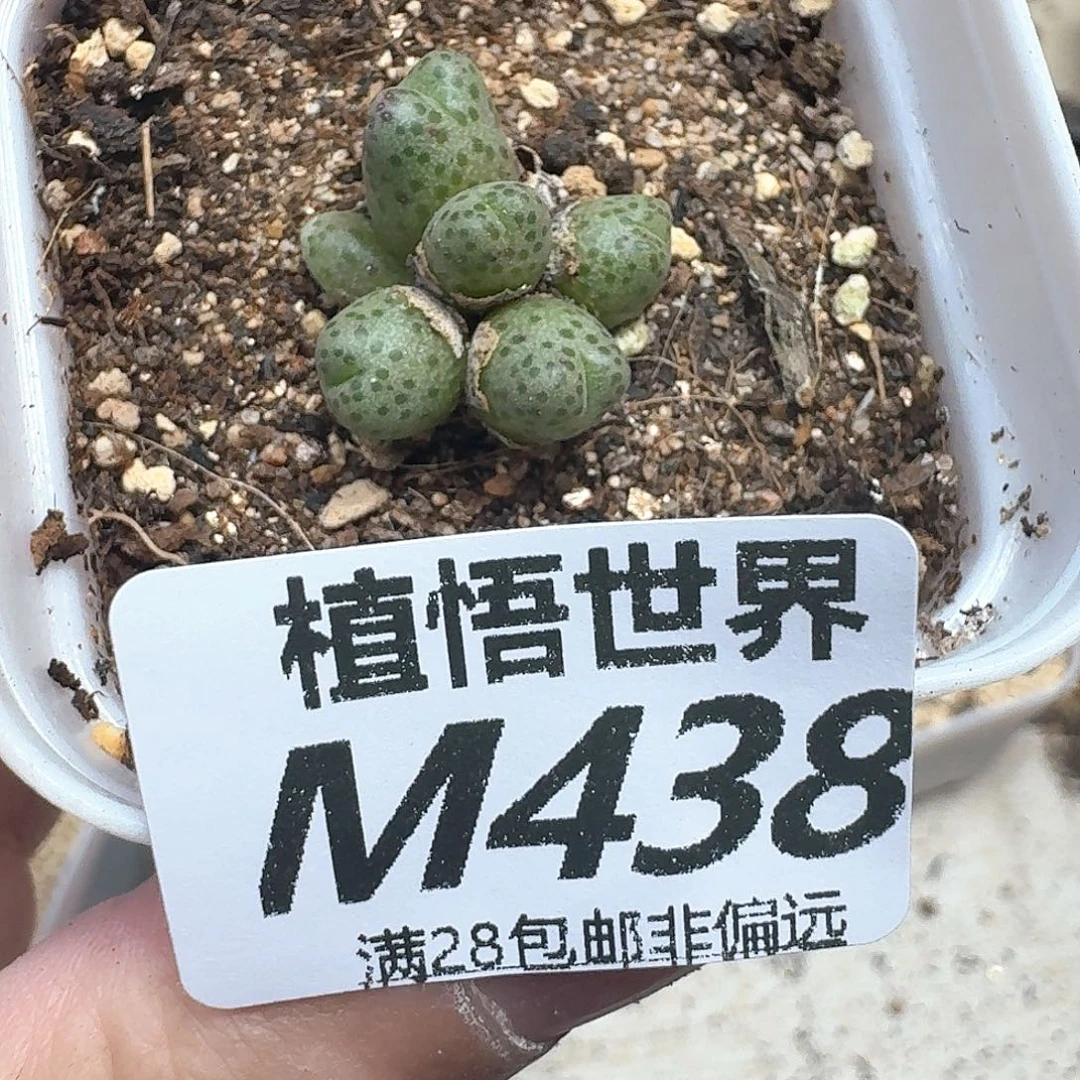 多肉植物的润泽地f