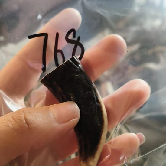惠***馆鹿角鹿角鹿角鹿角鹿角鹿角