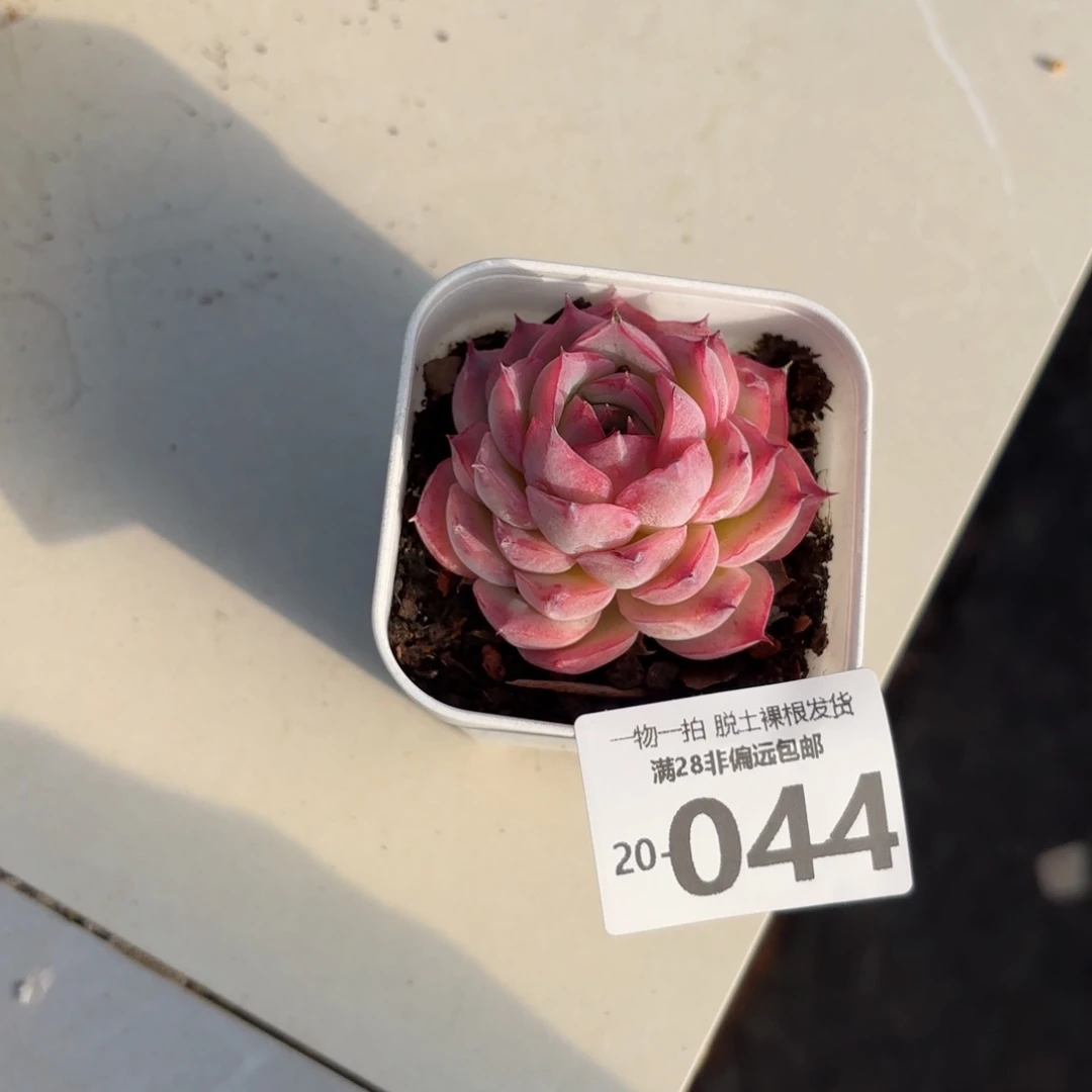 侧影单头多肉多肉多肉