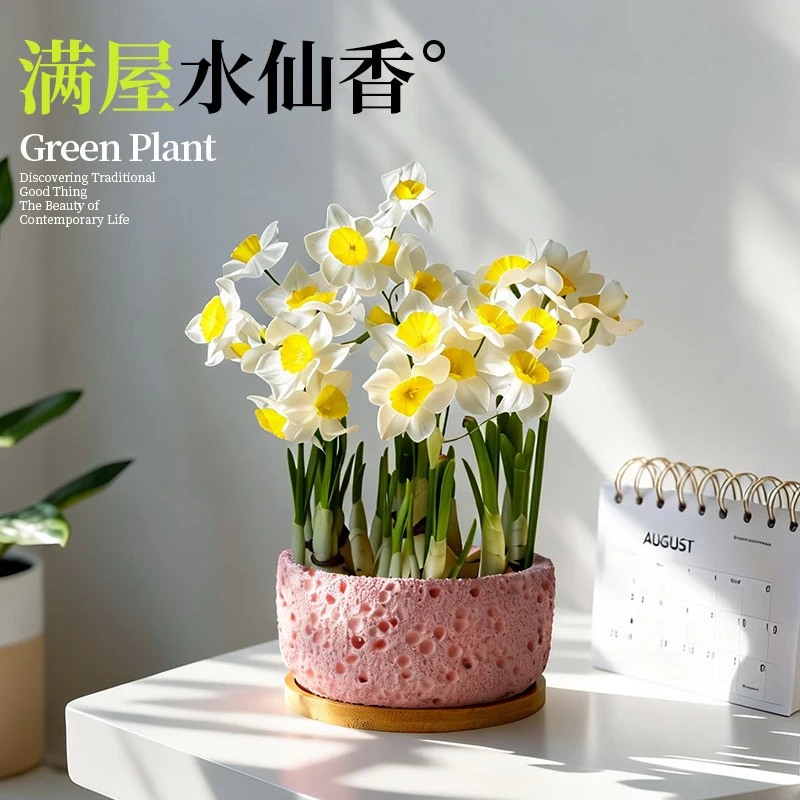漳州水仙花盆栽带花芽种球冬季水培植物年宵花办公室桌面绿植花卉