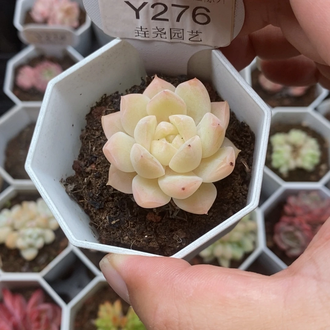 0276 梦幻波比 4cm