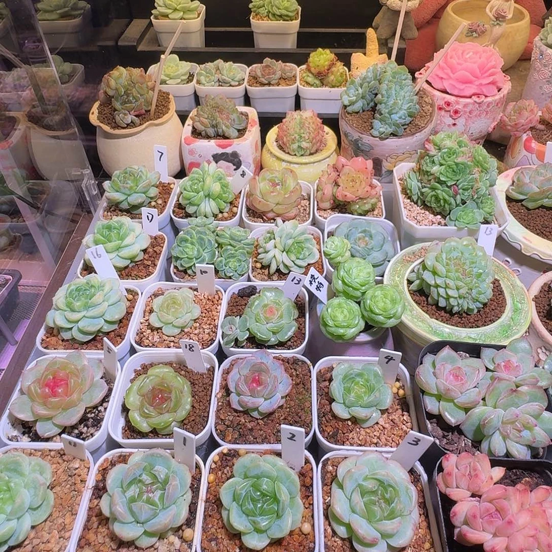 •***周周周专拍哈哈哈哈