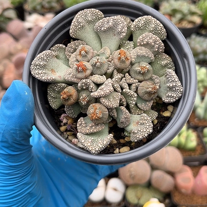 410 天女 带盆土