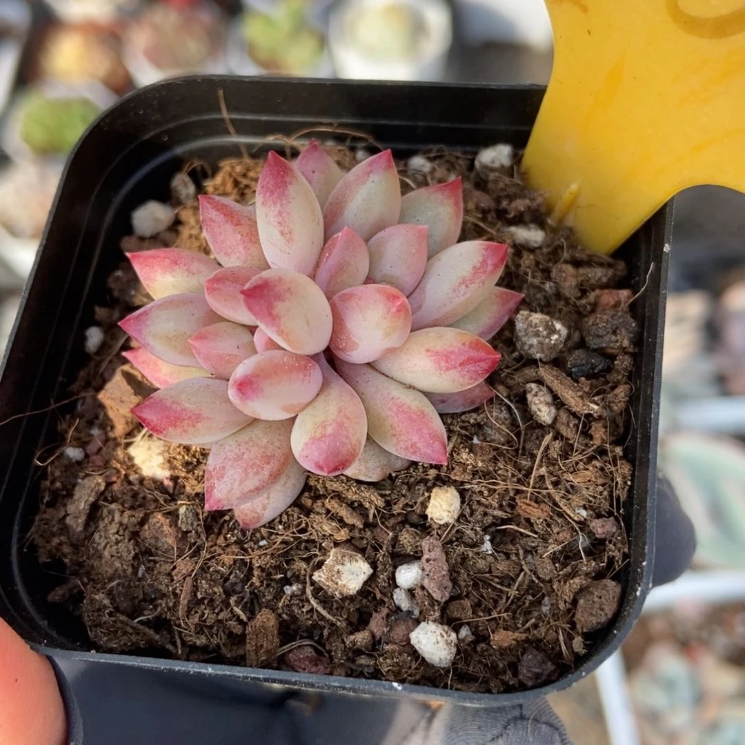 2106虞美人多肉植物