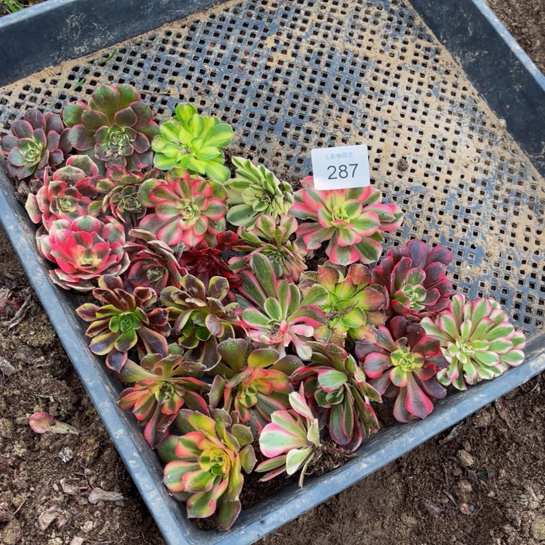 287筐拍法师锦品种重复4公分