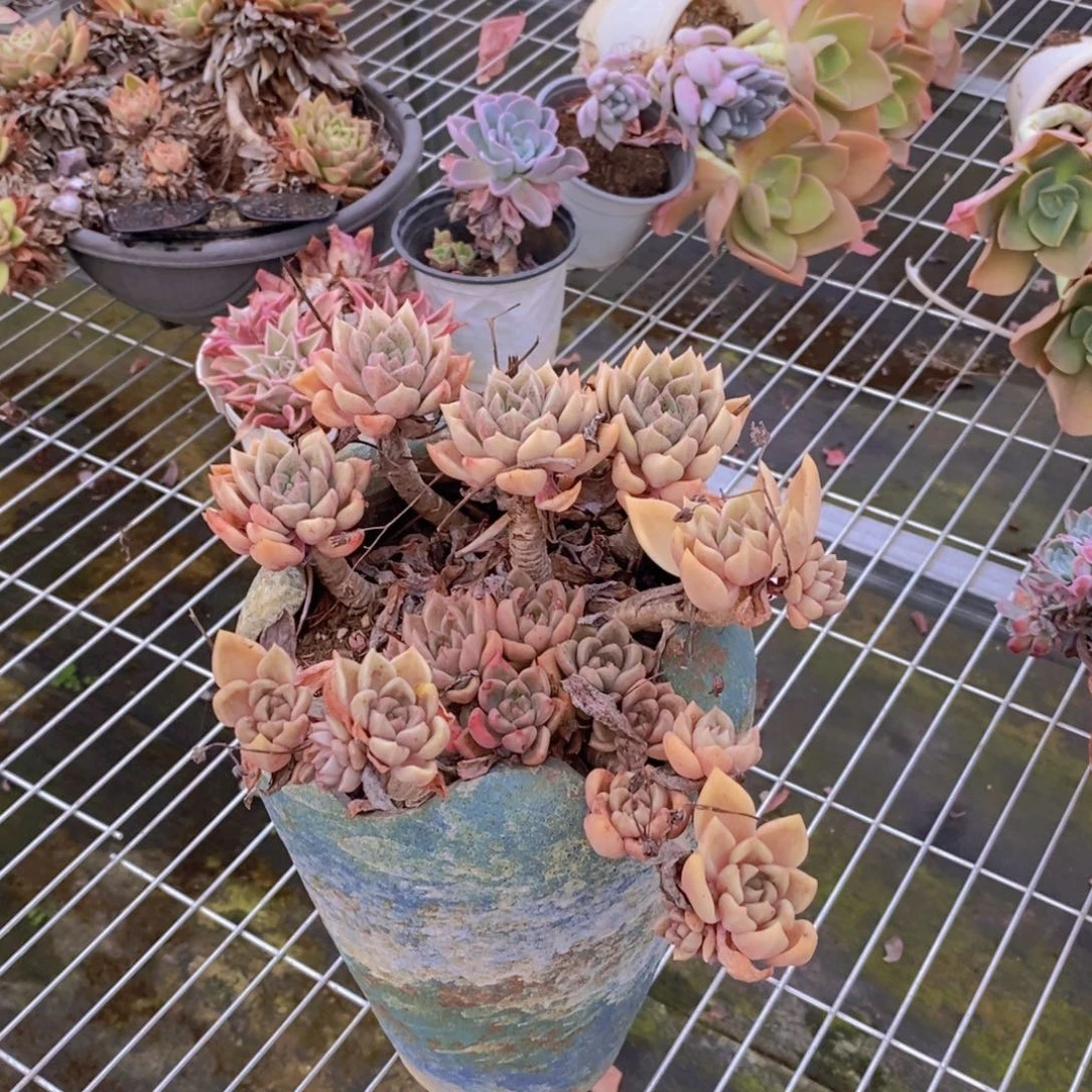 301璀璨老桩一物一拍