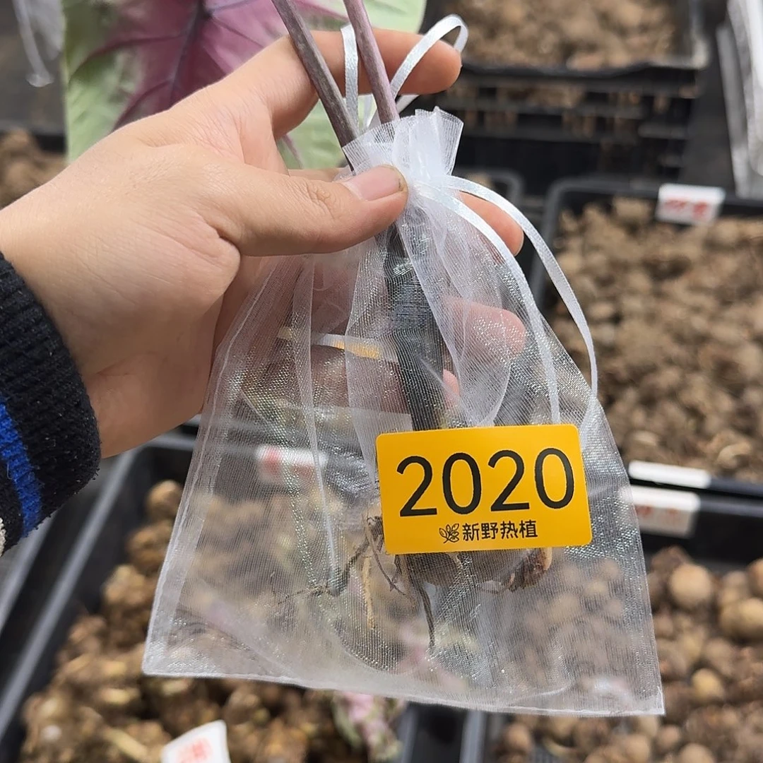 完全开放2020热浪裸球不售后