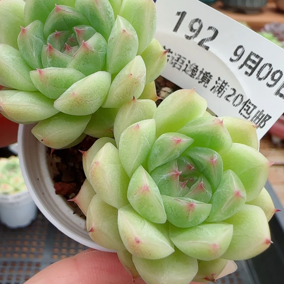 花语逸镜0909-192散