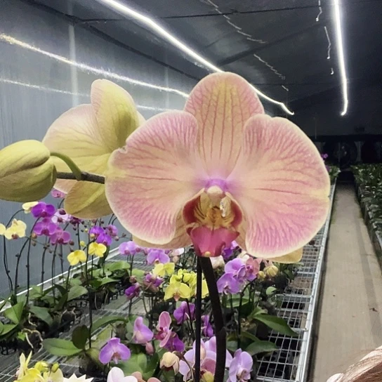 完全开放A03橙色大花