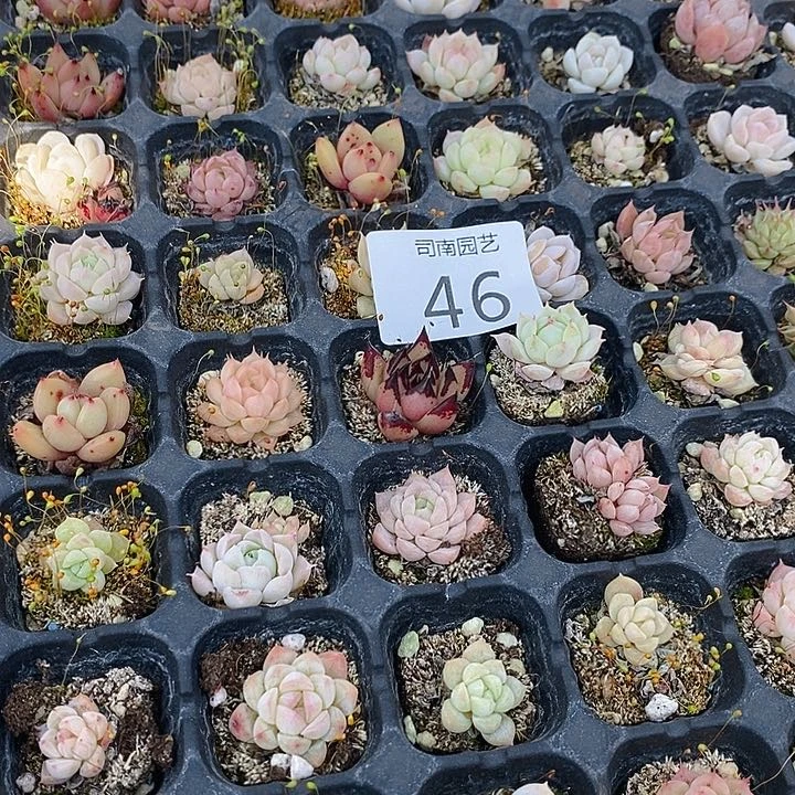 46 多肉植物盆栽花卉盆栽