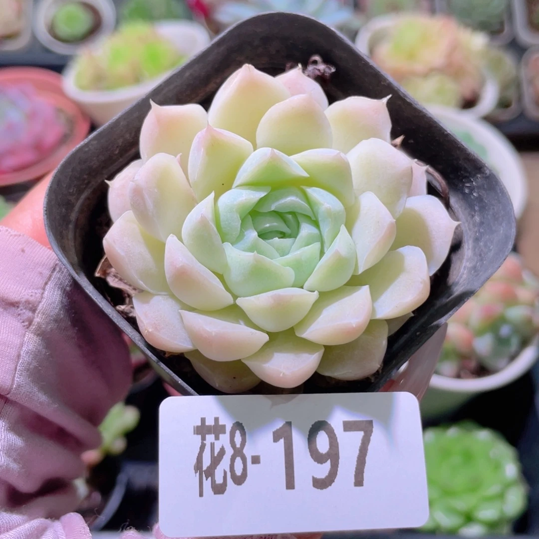 花利美8-197白月影