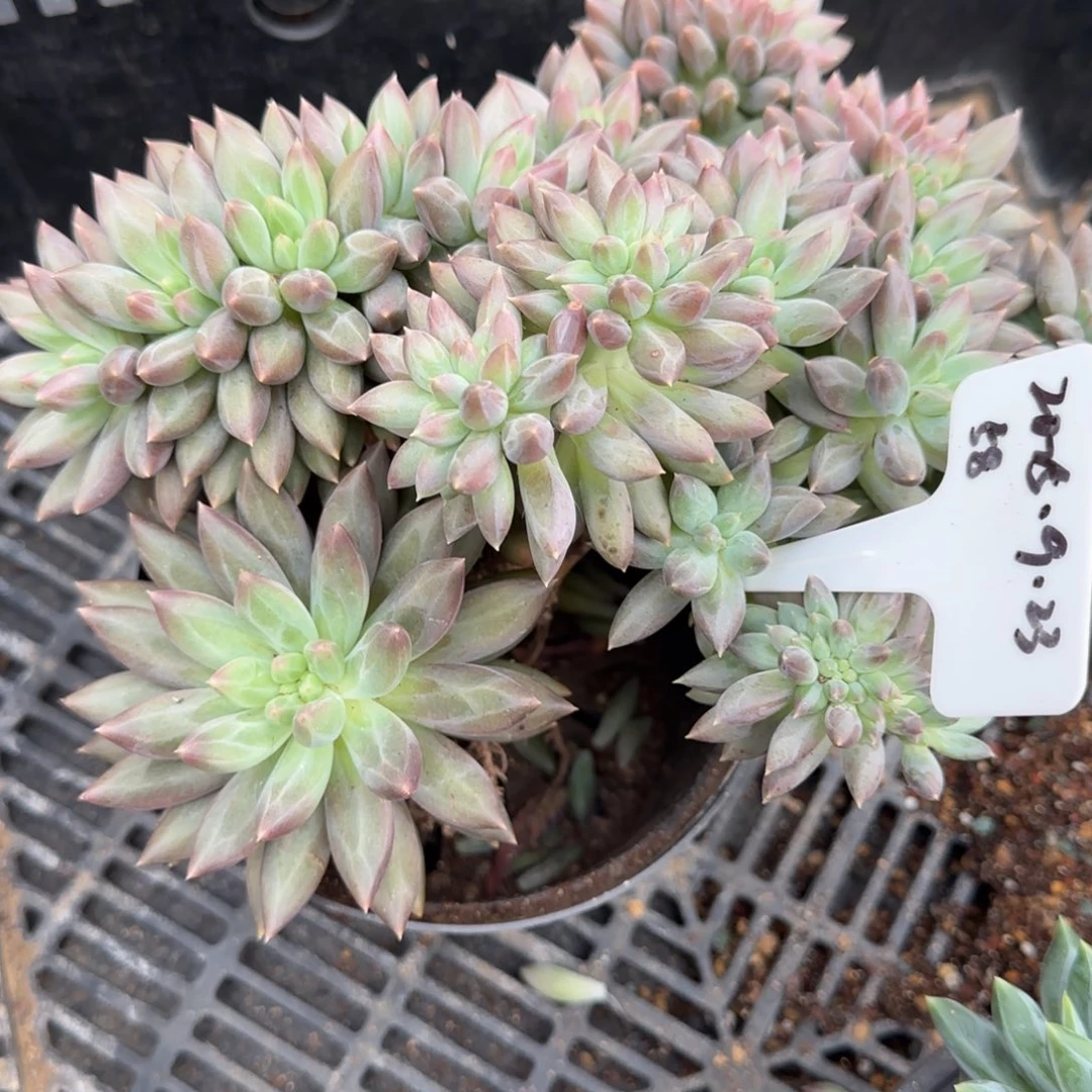 一物一拍水晶球sp缀化58