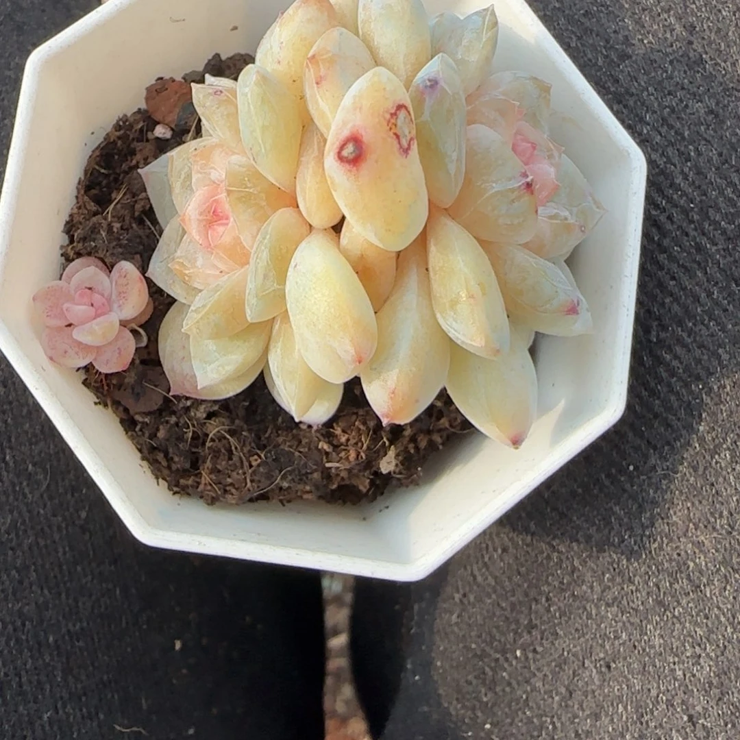 多肉小卡拉米糖心一物一拍