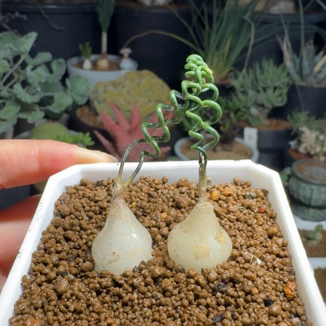 钢丝弹簧草一物一拍