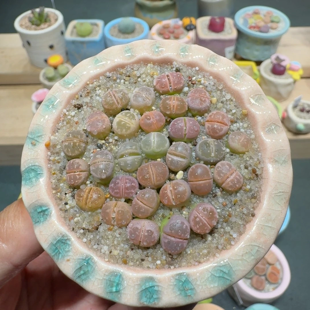 红陶蘑菇291橄榄