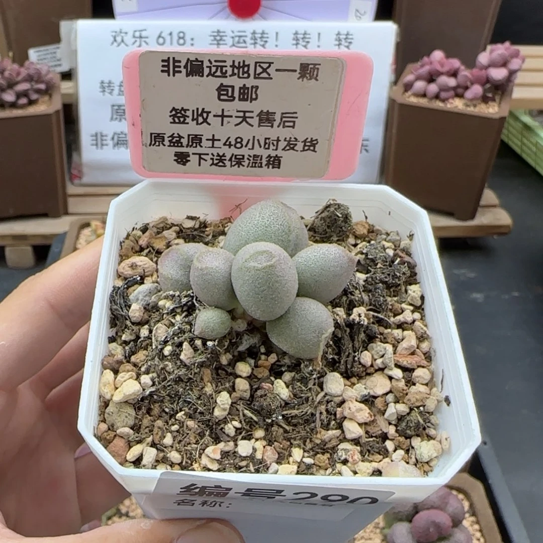 290哈密瓜多肉植物