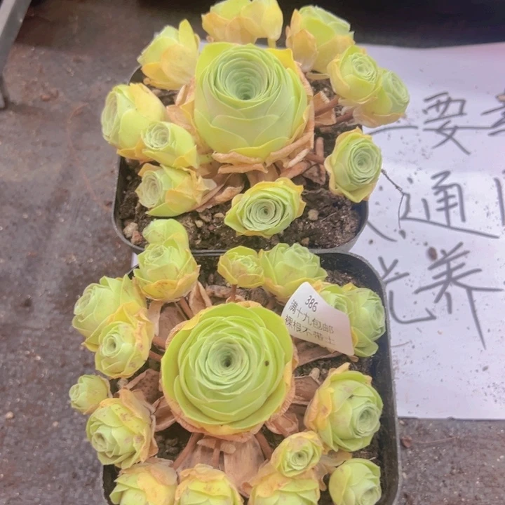 386 裸根不带土发货