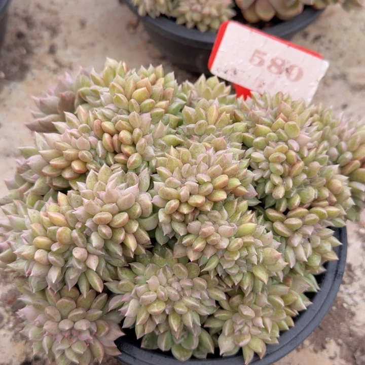 璀璨缀化580多肉植物一物一拍