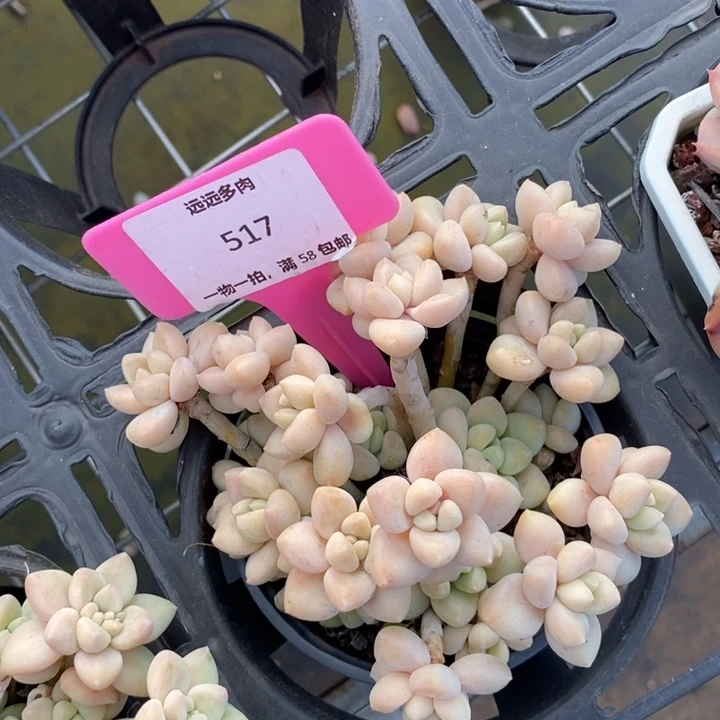 517奶酪蛋糕有瑕断头肉肉肉肉