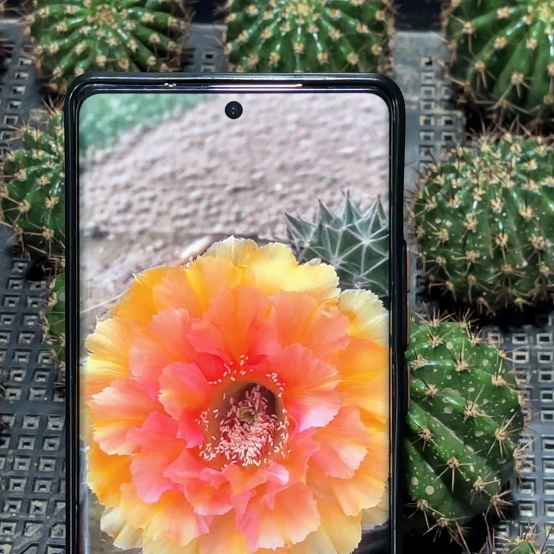 彩 072侧芽 歪 满20包邮5公分