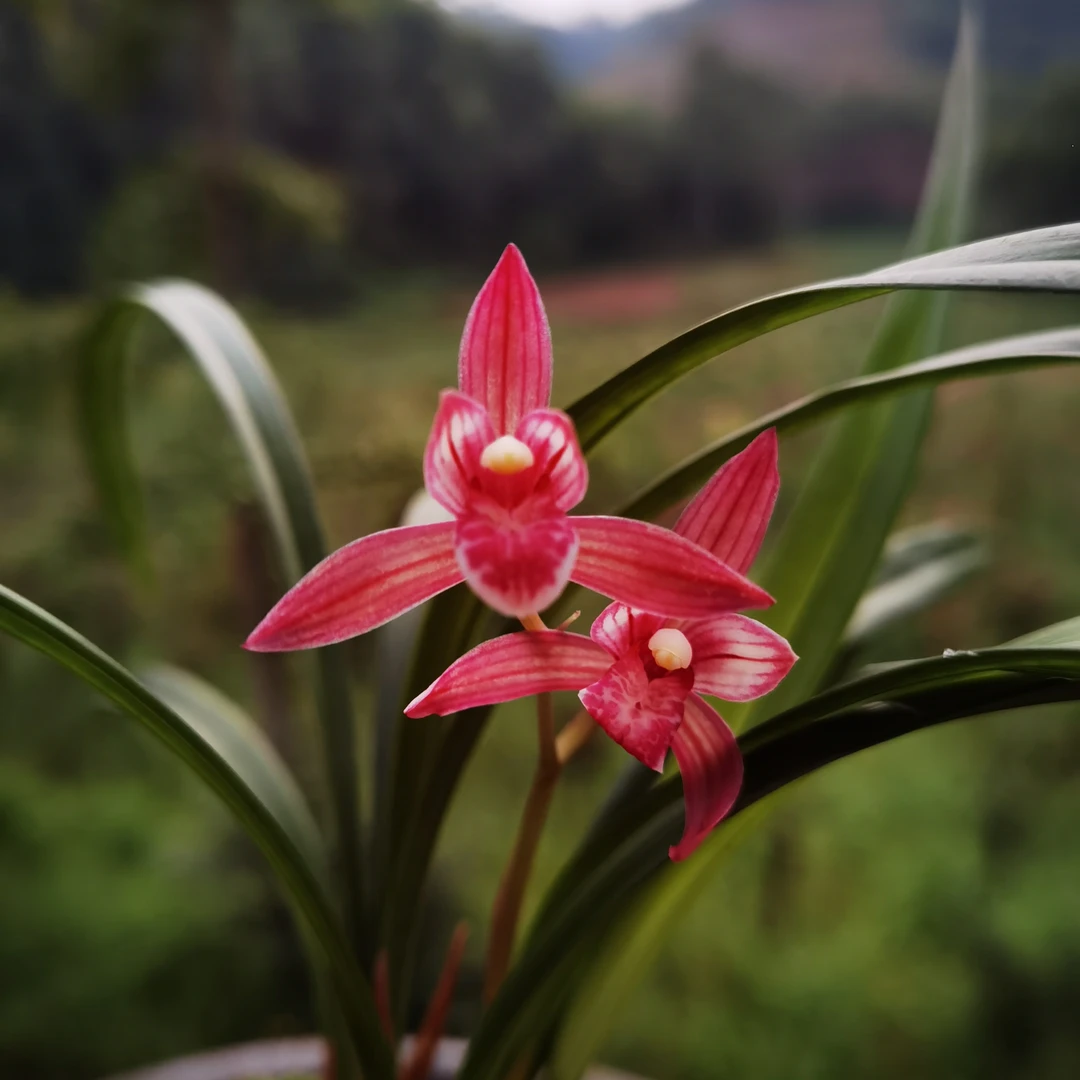 四季兰花一物一拍