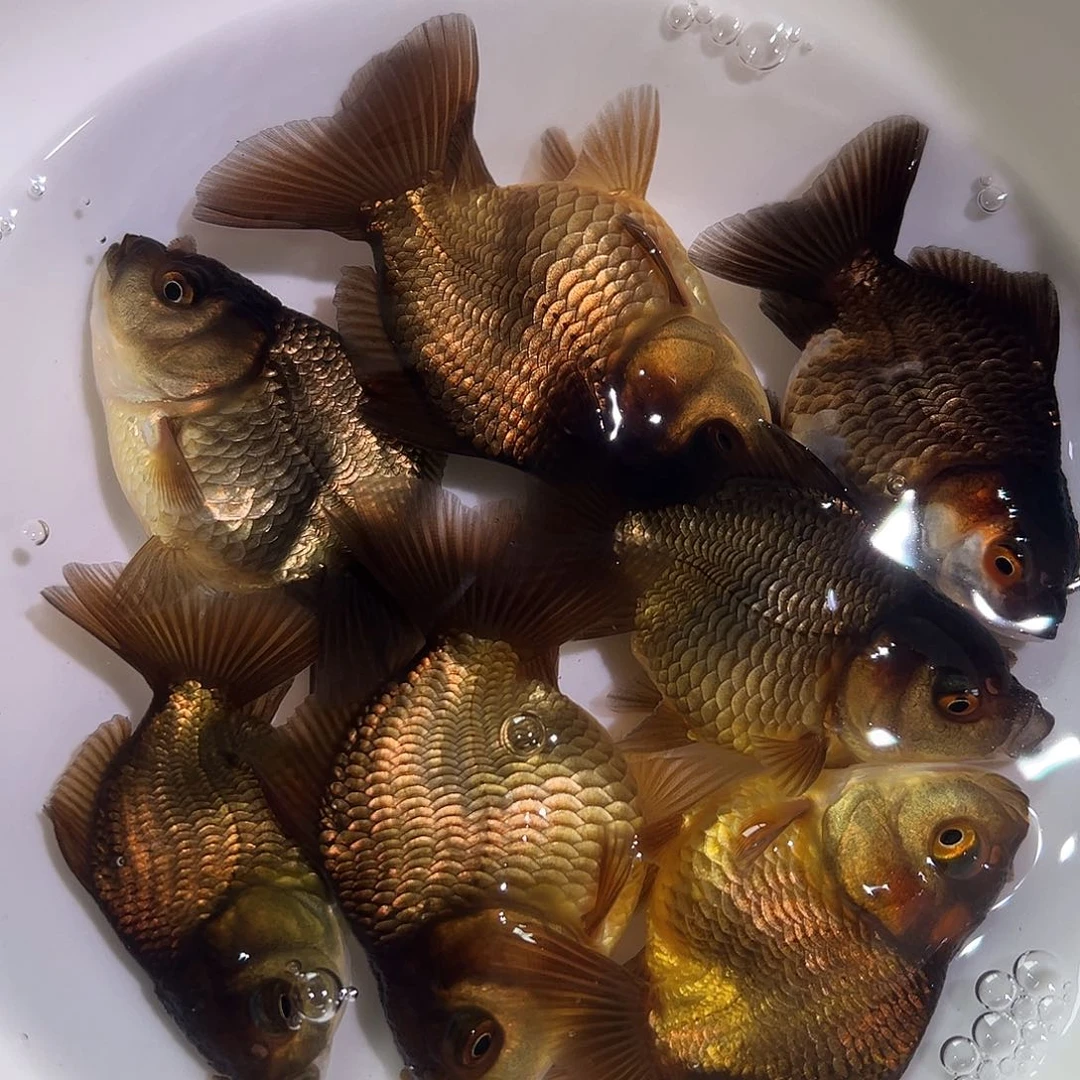 海水7条青皮玛丽鱼苗1号