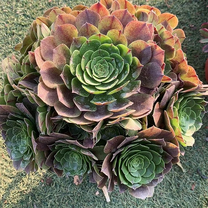 583鸿运当头多肉植物