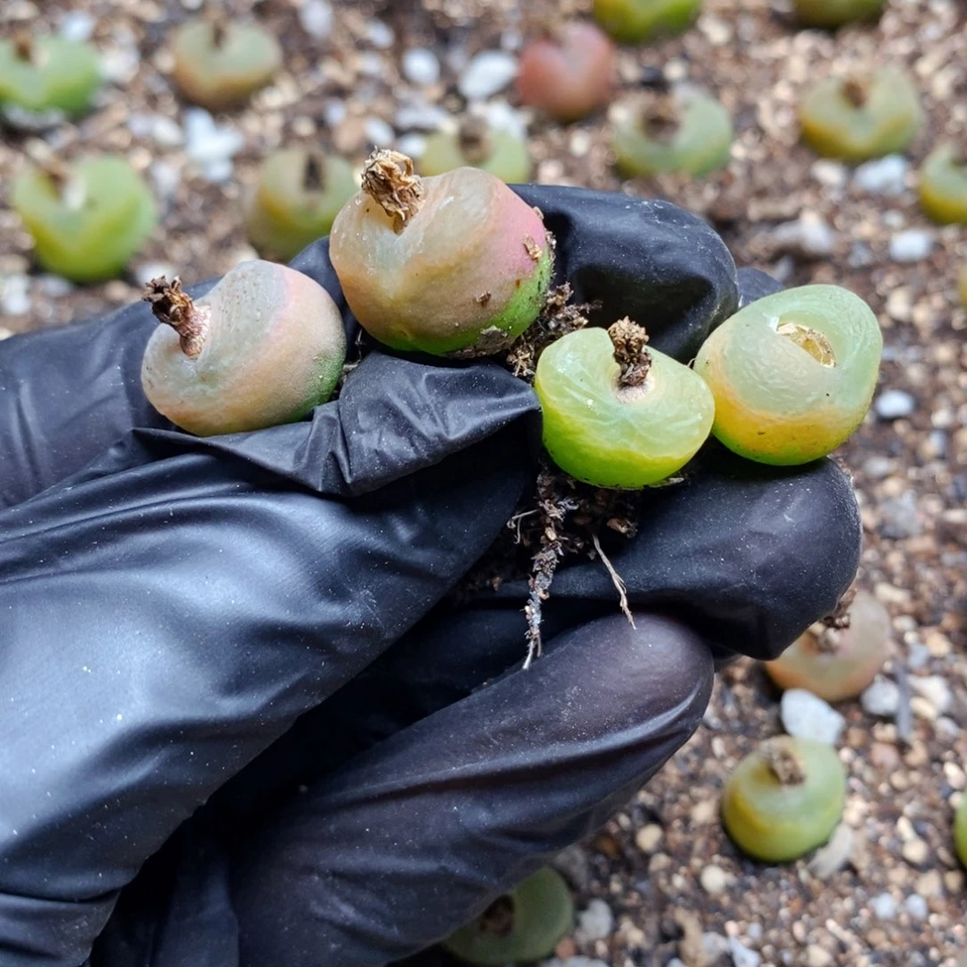 蘑**象1926-1708.79 一物一拍 4颗