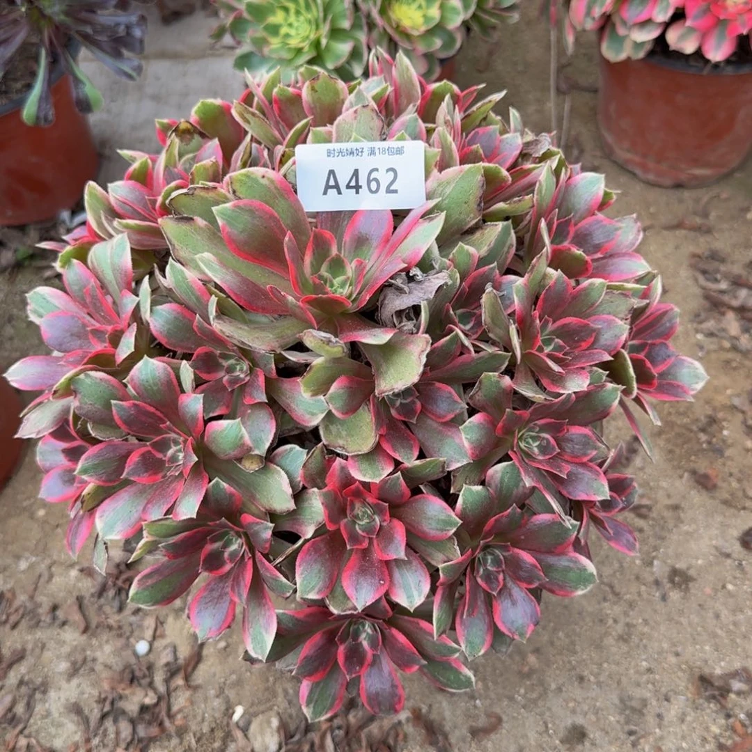 462浣纱。多肉植物