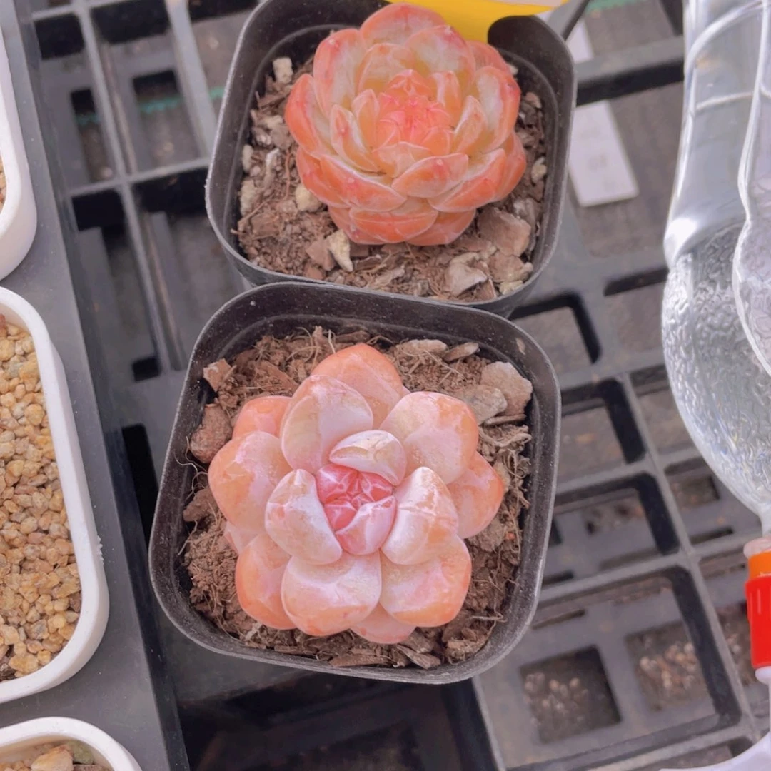 575号 大白兔加珍妮