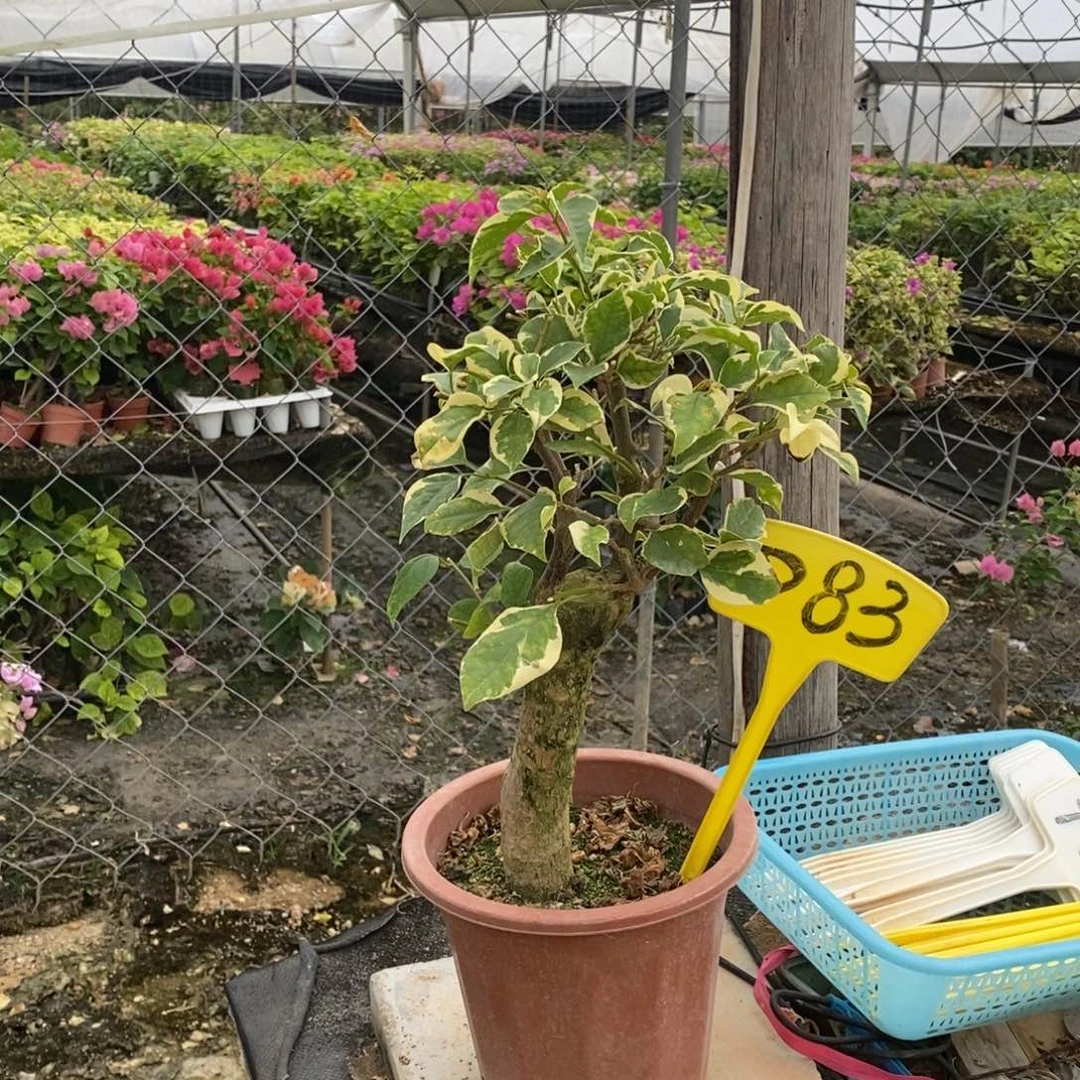 用***芳无花朵三角梅马斯D83