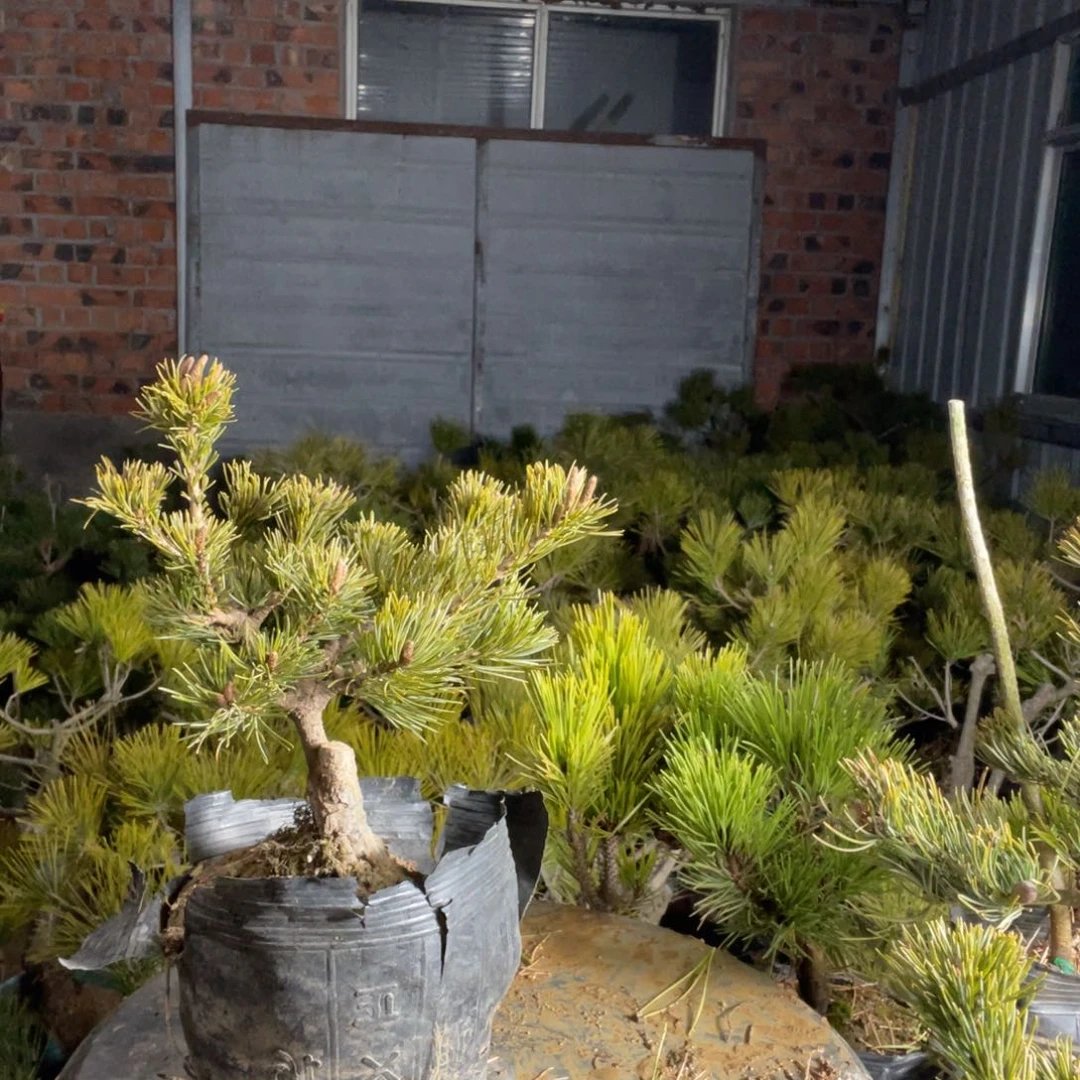 杨梅大阪40一颗链接