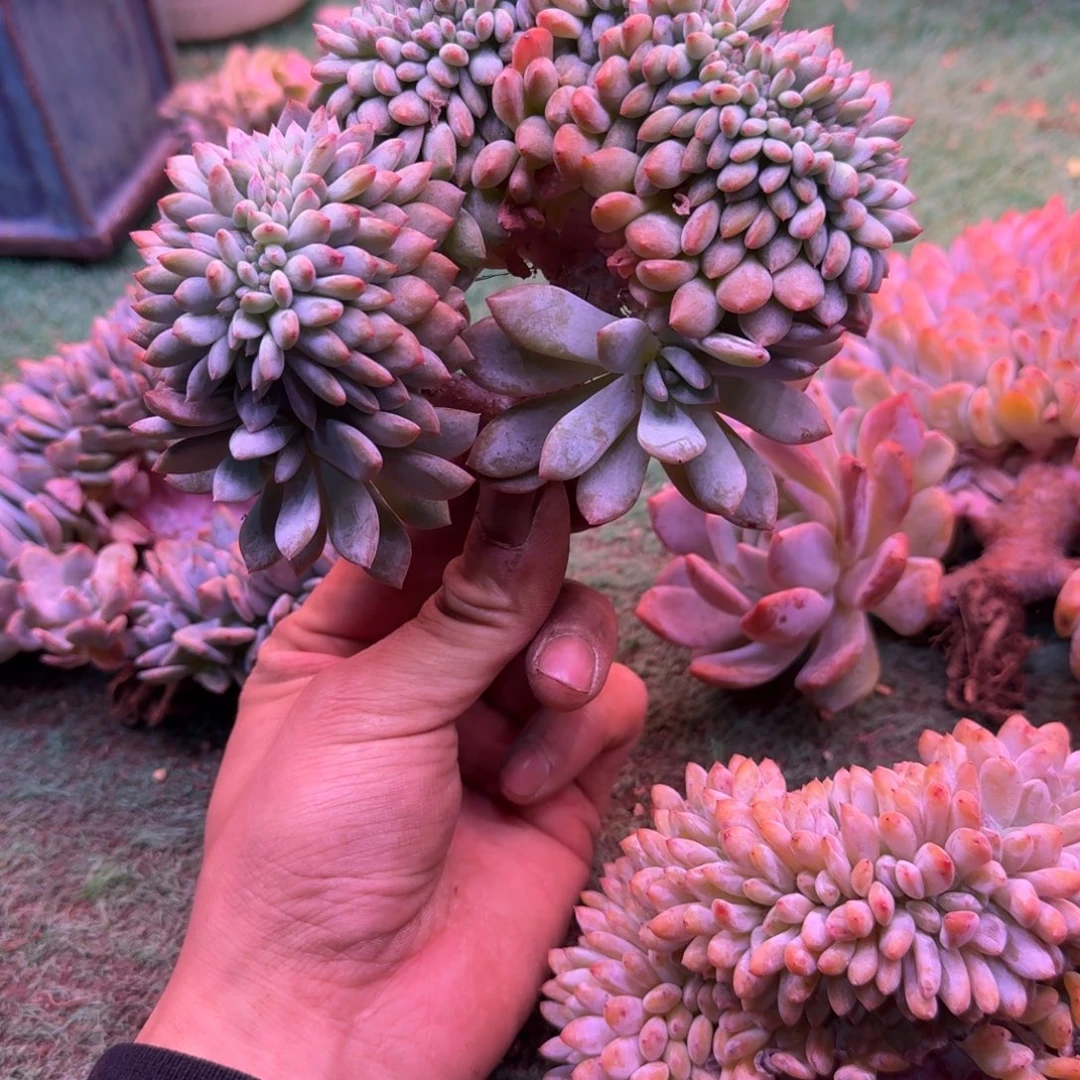 星影树缀无砍多肉