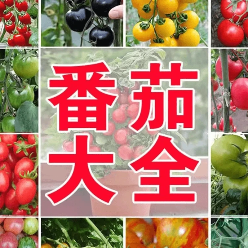 【全店满5元包邮】番茄大全四季播种樱桃番茄种子圣女果小番茄
