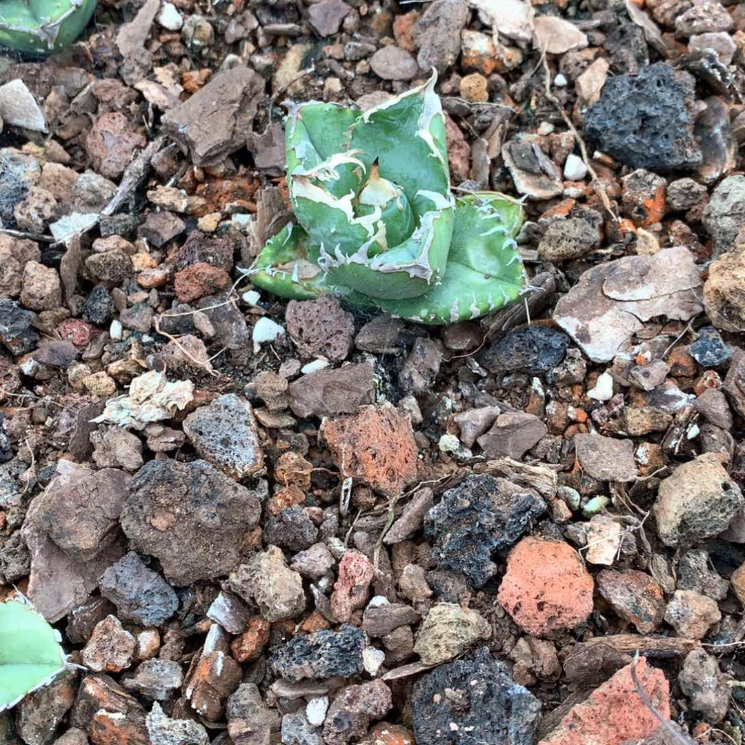 龙舌兰仁王冠油株