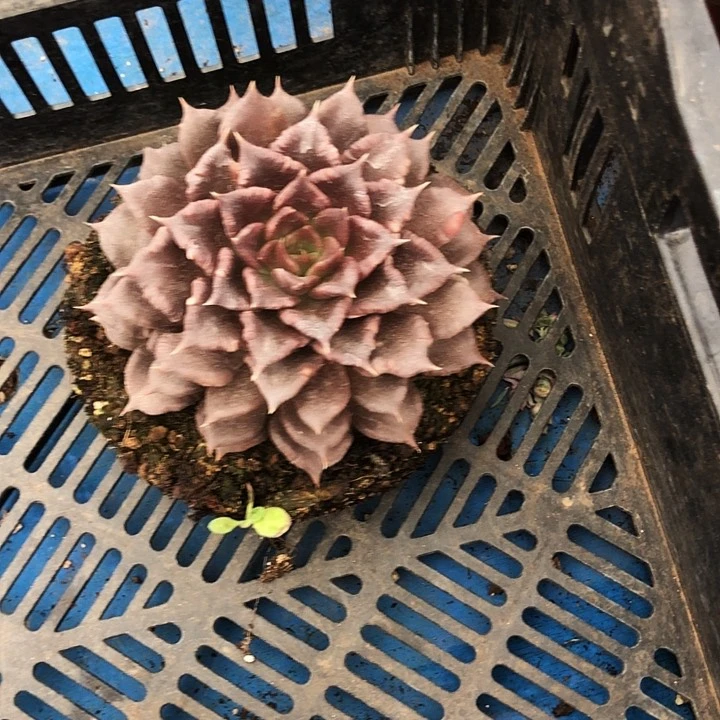 烟****姐黑饺子皮多肉植物