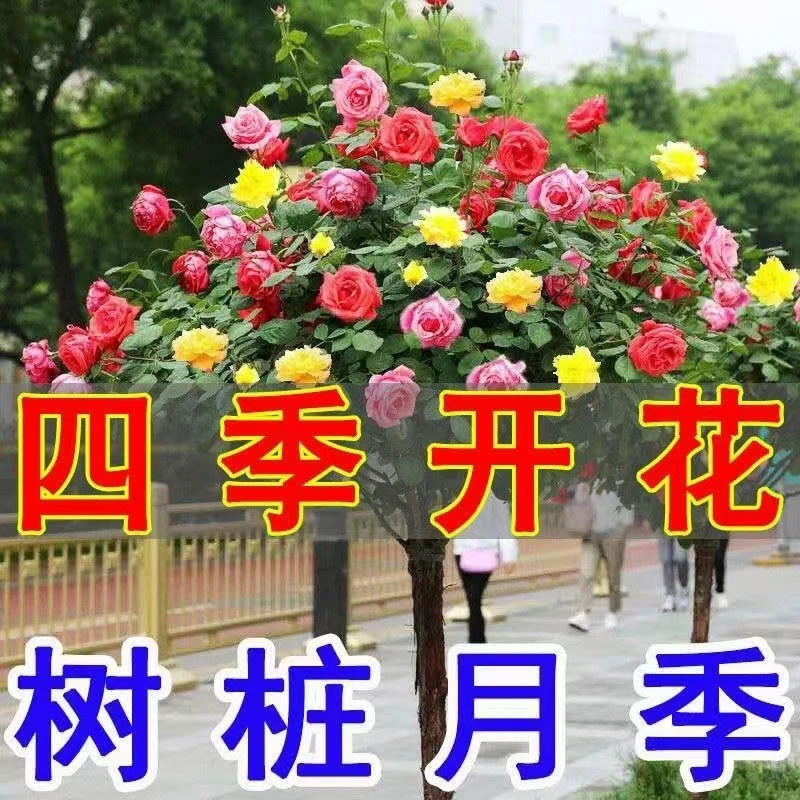 独杆树桩月季特大树开花多色高杆棒棒糖树状玫瑰阳台老桩树苗庭院
