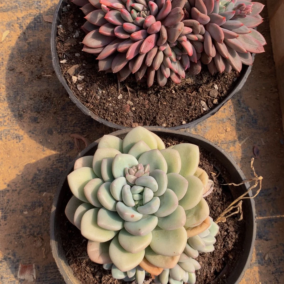 对****＠如胭泡泡多肉植物