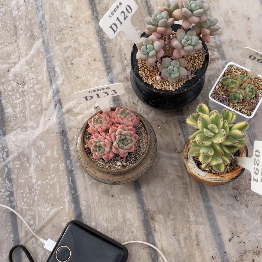 N****W133佳人不带盆7厘米