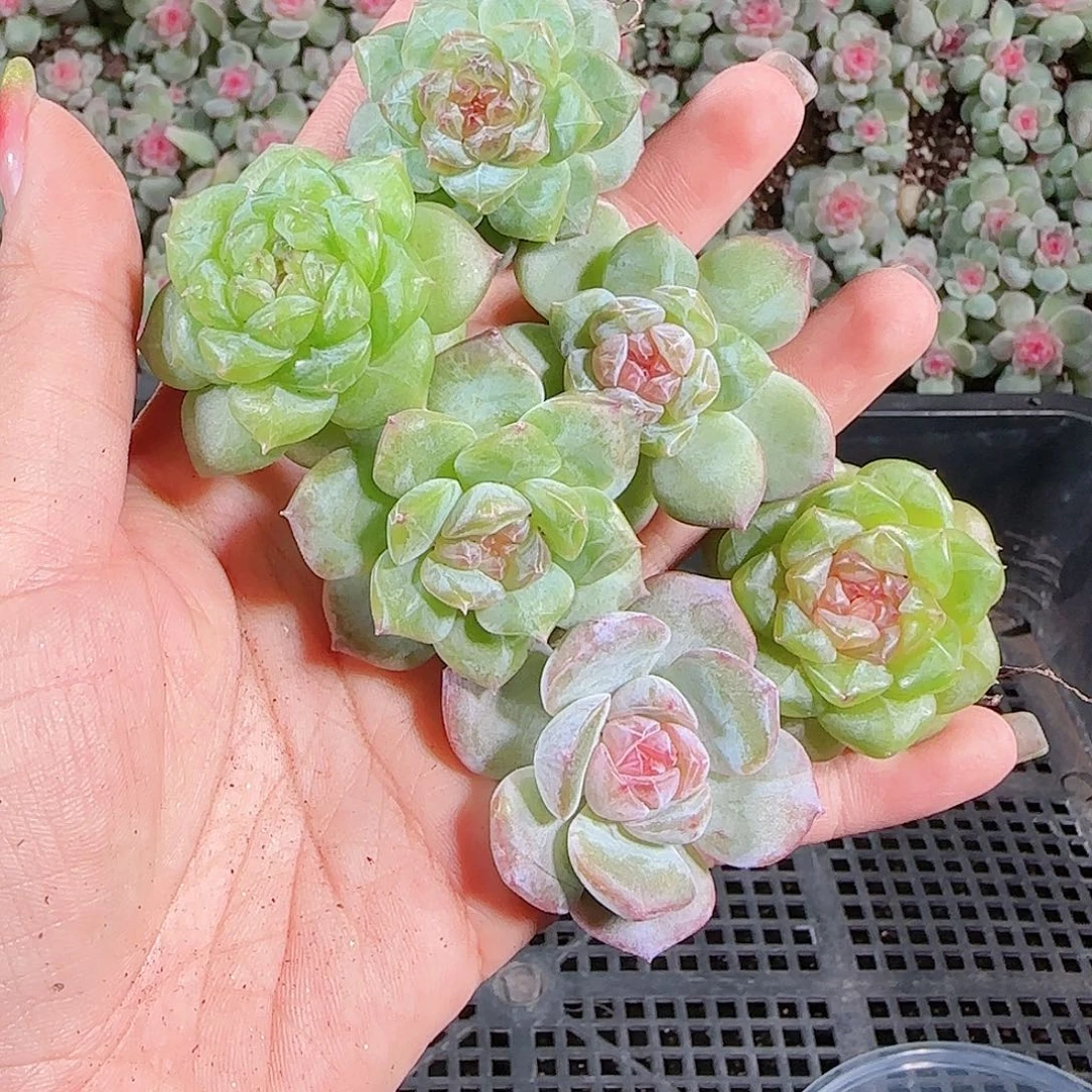 0917---113糖心珍妮
