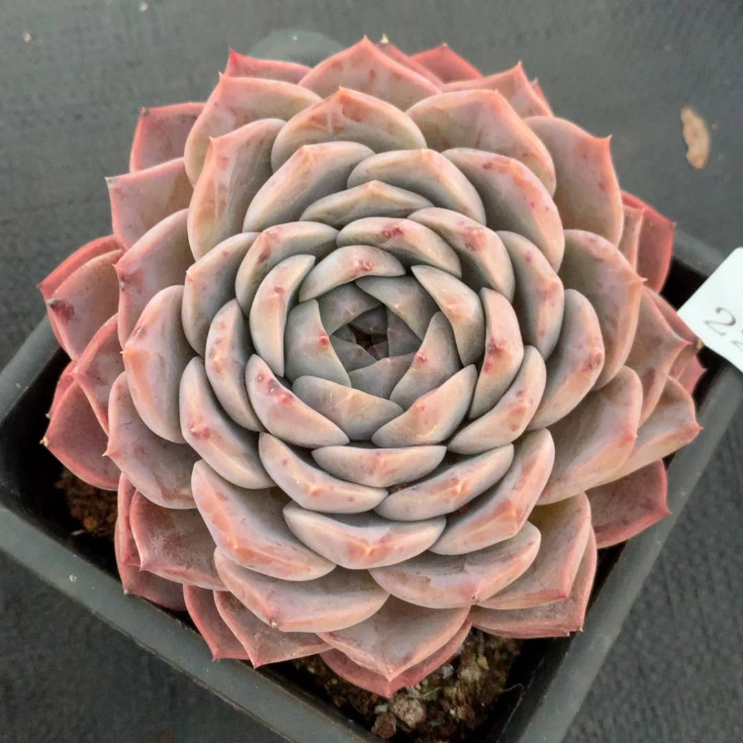 229新年快乐发发发