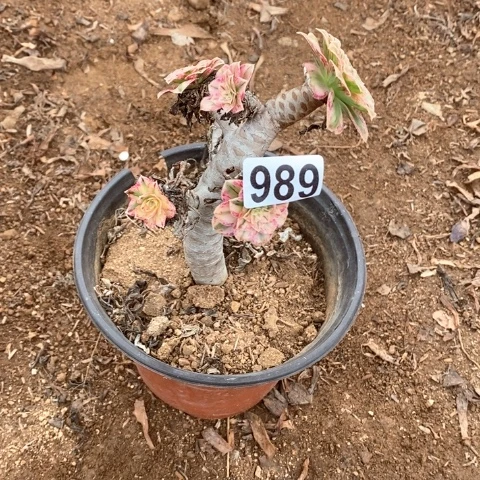 指****989法师多肉植物一颗