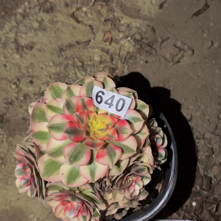 640荔枝多肉植物不售后