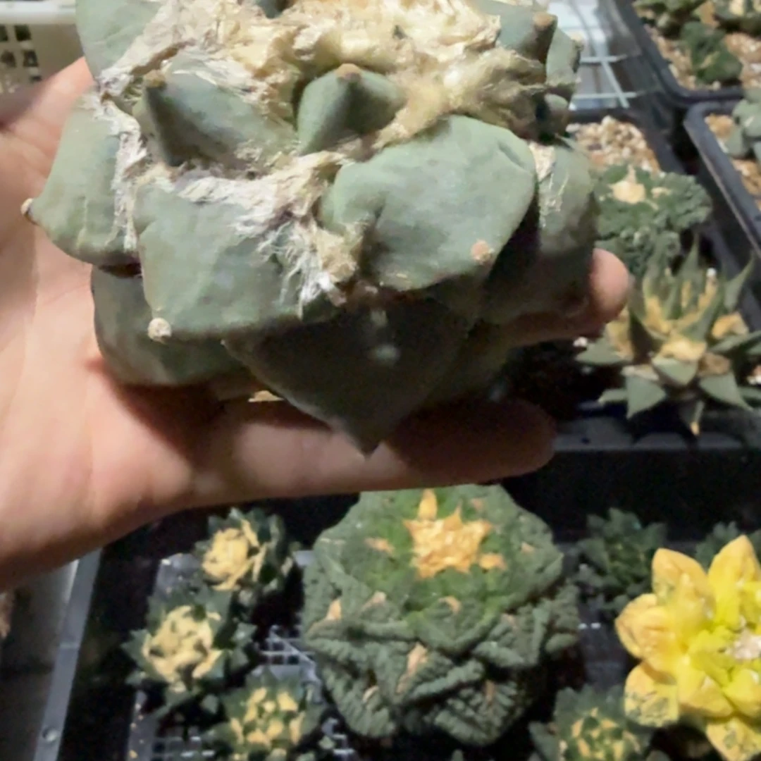 E***s仙人球开花一个福利品有跟