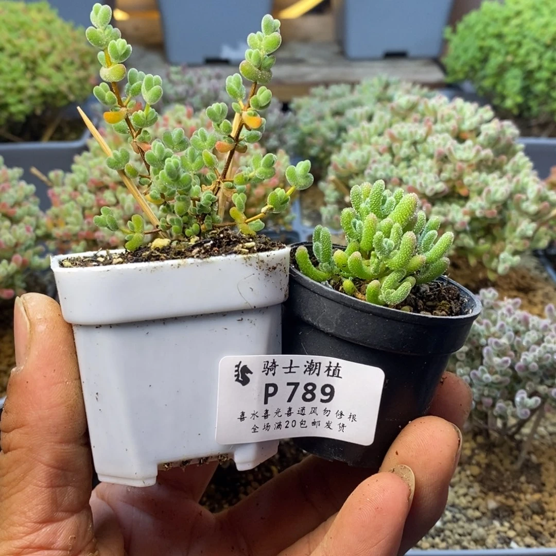 小****?789套餐2颗枝干番杏