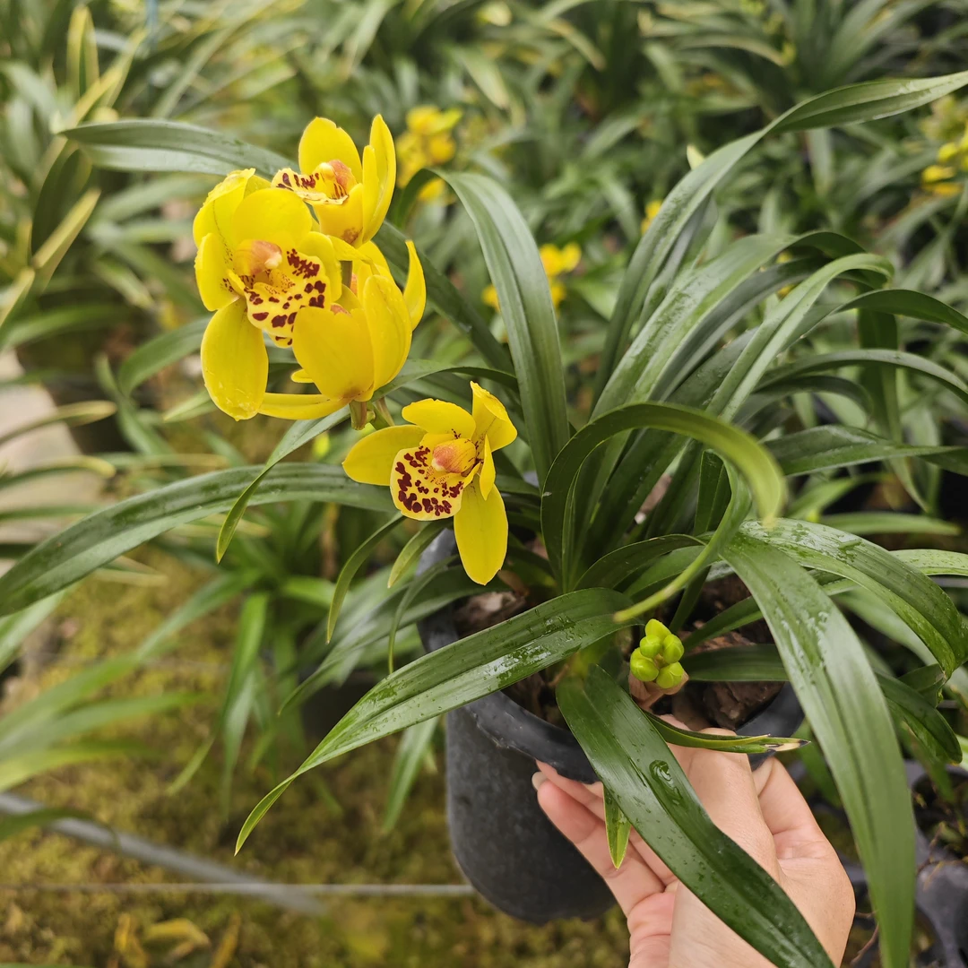 金凤凰四季开花浓香型花苗带花苞室内外易养盆栽