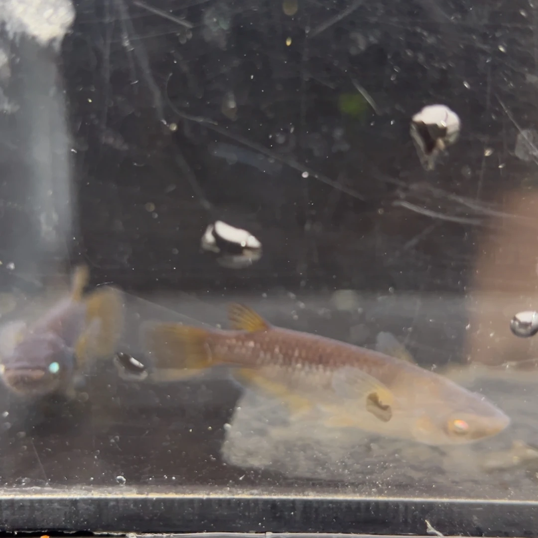 青鳉鱼237巧克力橙幻龙一对