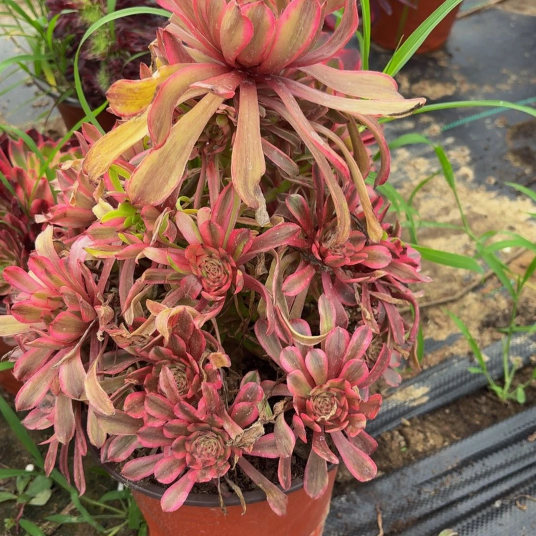 无花朵298多肉植物捧花的